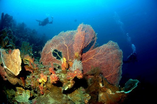 Banda sea garden © SW